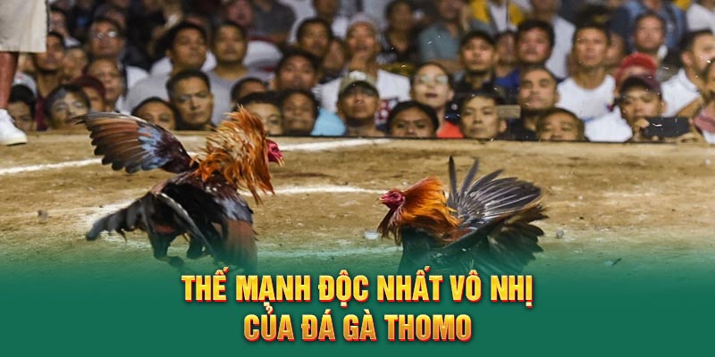 Thế mạnh độc nhất vô nhị của đá gà Thomo
